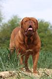 DOGUE DE BORDEAUX 018